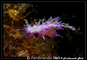 Spawning of Flabellina affinis nudibranch. by Ferdinando Meli 